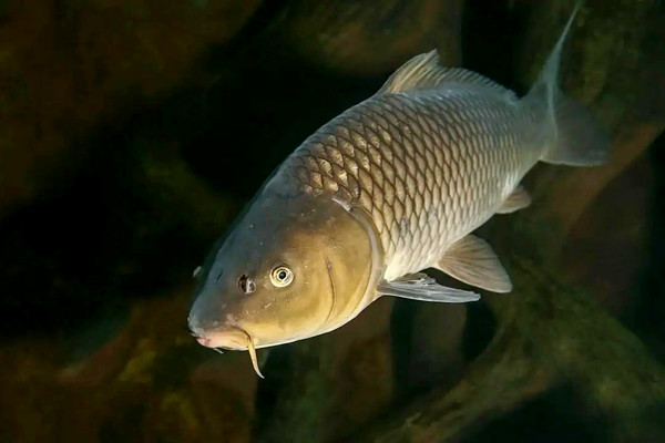 養(yǎng)哪種魚可以放沸石粉？又如何使用呢？-國投盛世