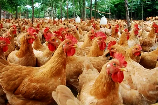 沸石應(yīng)用于飼料和墊料領(lǐng)域-國(guó)投盛世