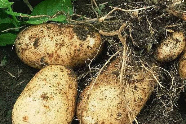 沸石能在馬鈴薯種植中增產與提高品質-國投盛世