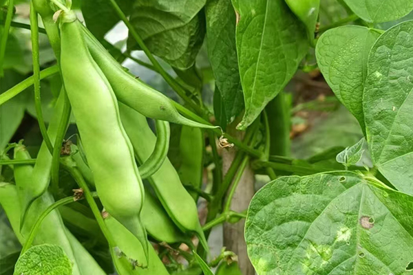 沸石能為扁豆種植帶來哪些改變？-國投盛世