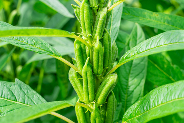 芝麻種植能否借助沸石提升品質(zhì)？-國(guó)投盛世
