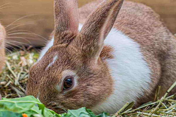 沸石在家兔飼料中應用效果如何？