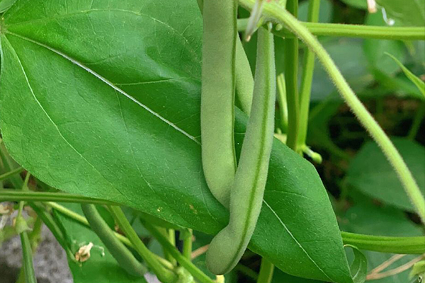 種植四季豆時(shí)加入沸石能提高產(chǎn)量嗎？
