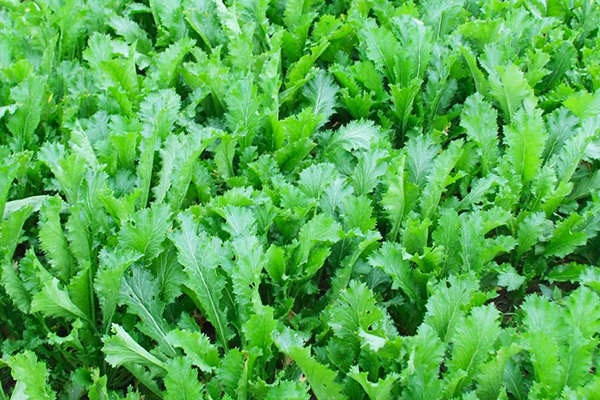 種植雪里蕻時加入沸石能提升產(chǎn)量嗎？