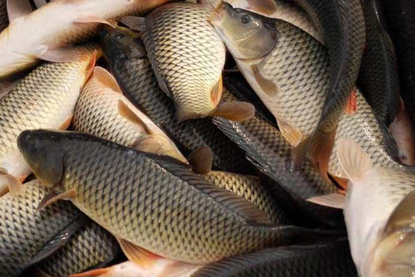 養(yǎng)殖鯉魚時添加沸石能帶來哪些好處？