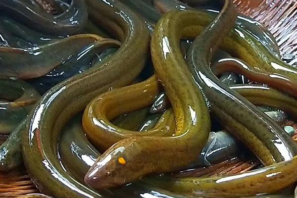 養(yǎng)泥鰍時添加沸石能改善水質(zhì)嗎？-國投盛世