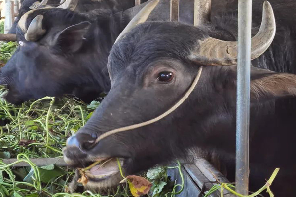 沸石能提升水牛飼養(yǎng)效率嗎？-國(guó)投盛世
