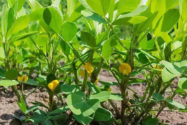 花生種植能否添加沸石？-國投盛世