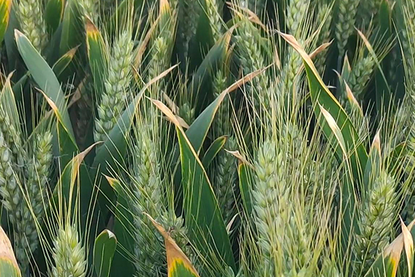 小麥種植時(shí)何時(shí)添加沸石效果最好？-國投盛世