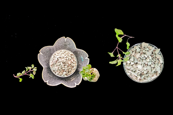 小麥種植時(shí)何時(shí)添加沸石效果最好？-國投盛世