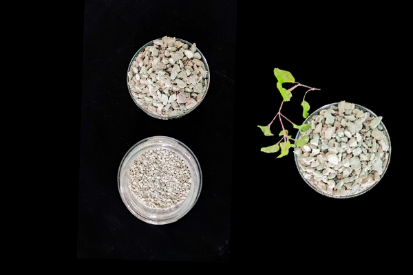 大豆種植何時添加沸石效果最佳？