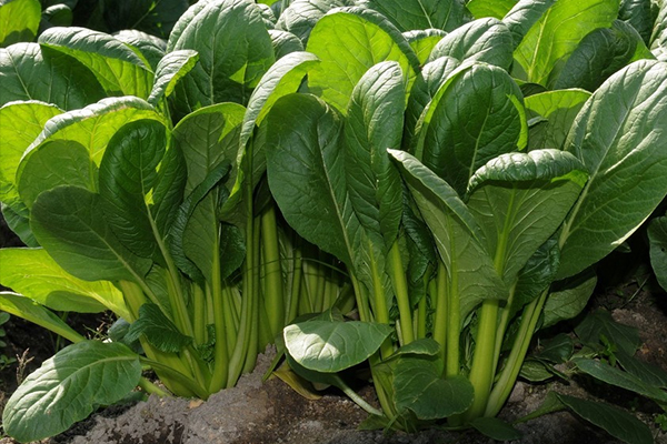 菠菜種植階段能使用沸石嗎？