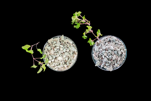 番茄種植使用沸石能增產嗎？-國投盛世
