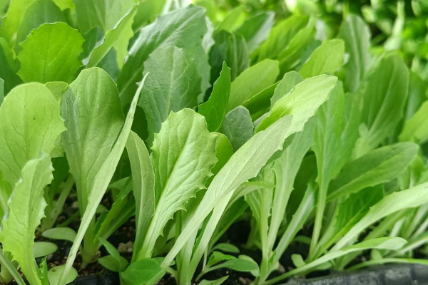 油麥菜育苗和種植時使用沸石帶來哪些好處？